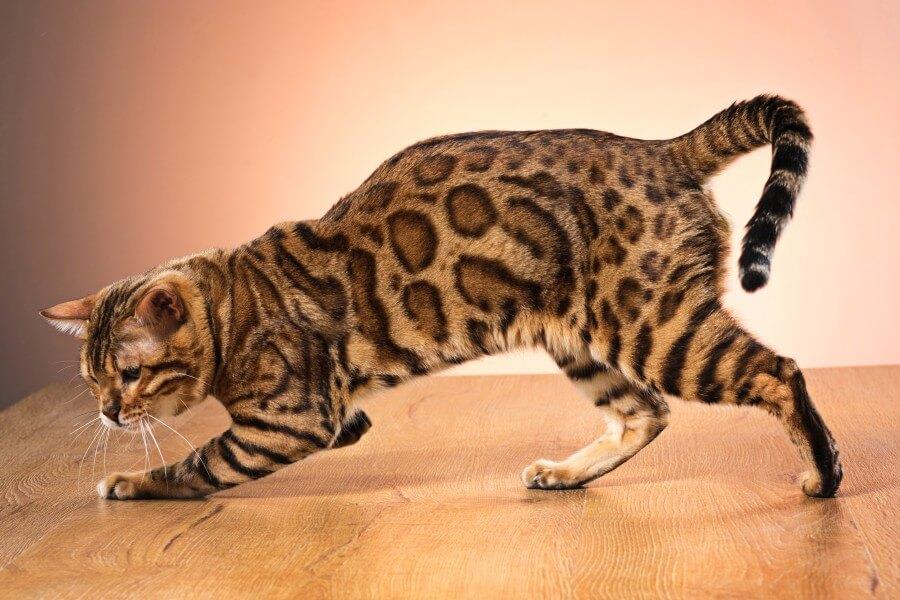 Bengal Cat Names: Find the Perfect Name for Your Bengal Cat