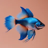 Betta Fish Names: photo of a fish